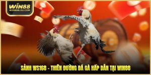 Sảnh WS168 - Thiên Đường Đá Gà Hấp Dẫn Tại WIN88