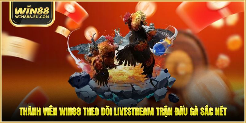 Thành viên WIN88 theo dõi livestream trận đấu gà sắc nét